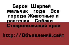 Барон (Шарпей), мальчик 3 года - Все города Животные и растения » Собаки   . Ставропольский край